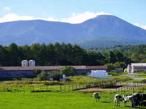 Ngato Farm