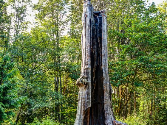 Hollow Tree