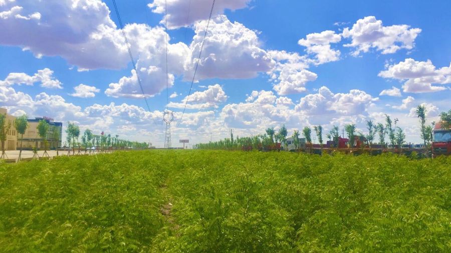 黄房子家宴新疆菜