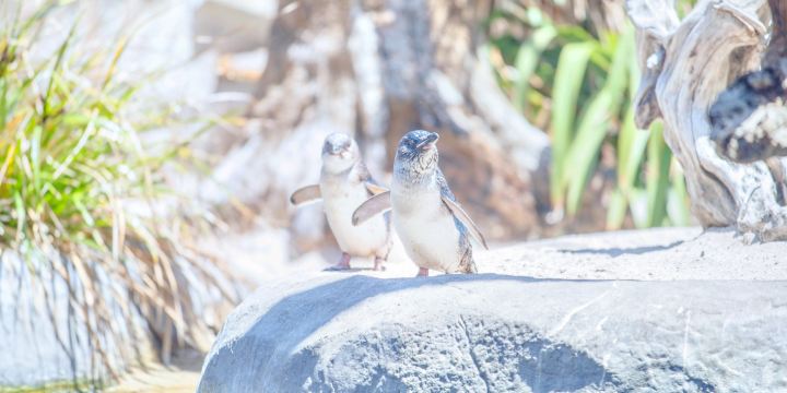National Aquarium of New Zealand