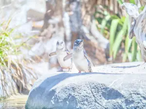 National Aquarium of New Zealand