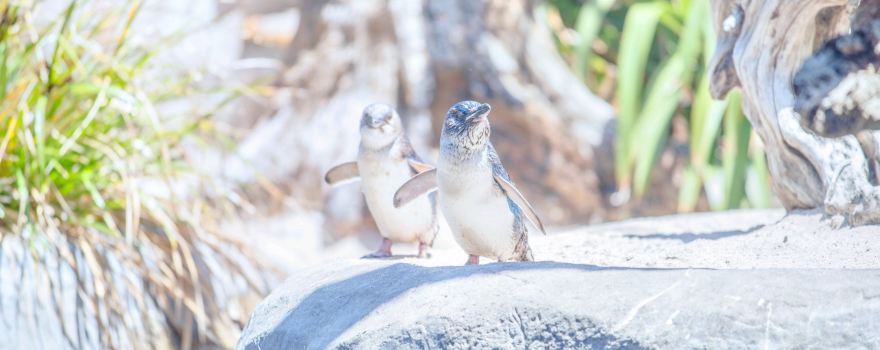 National Aquarium of New Zealand