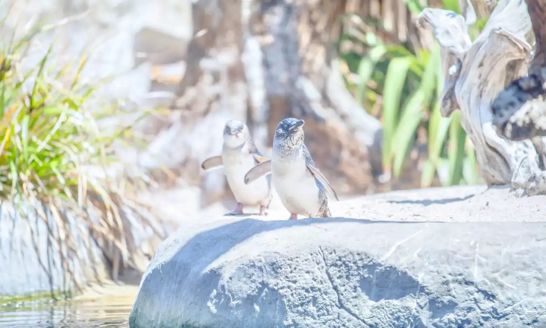 Hotels in der Nähe von National Aquarium of New Zealand