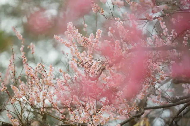 Cherry Blossom Viewing in Los Angeles
