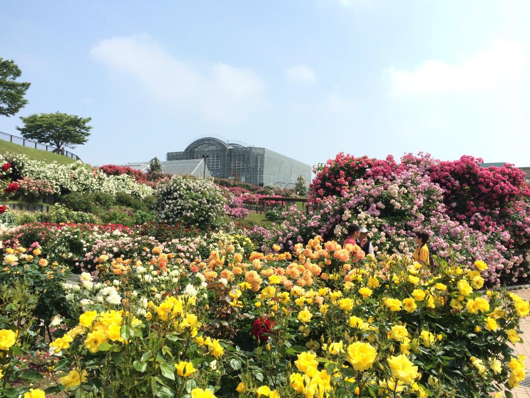 Kitakyushu City Hibikinada Green Park Spring Rose Festival | Kitakyushu