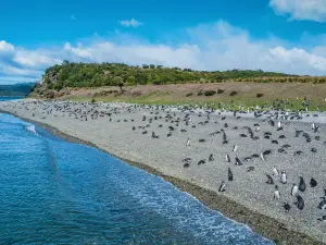 Isla Martillo