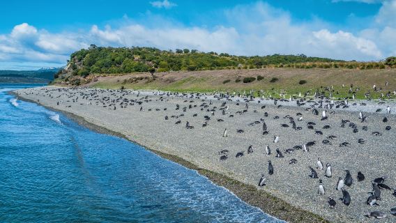 Isla Martillo