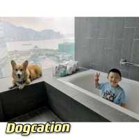 W HK 寵物酒店 由Staycation進化到Dogcation🐶