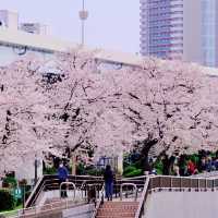 隅田川の岸辺の桜並木