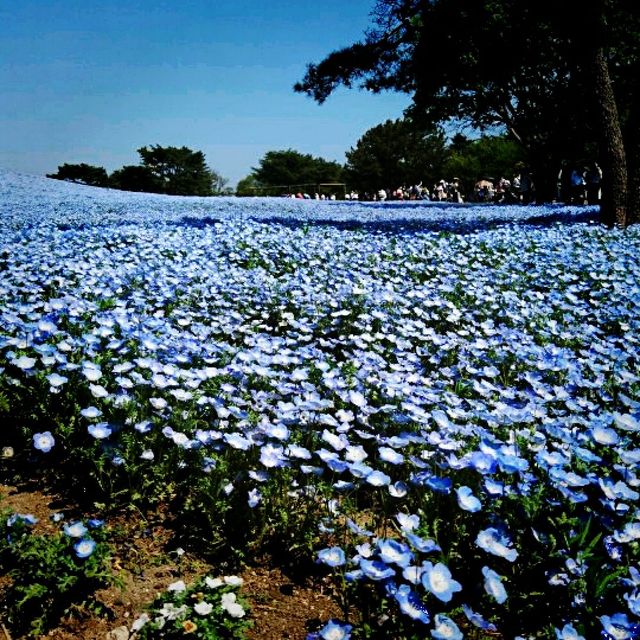 国営ひたち海浜公園のネモフィラ