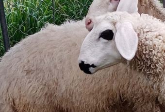 张北天路安娜庄园 User Photo