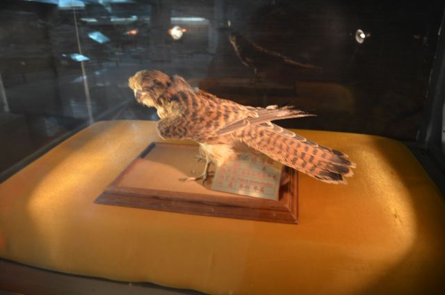 Helanshan Ziran Museum