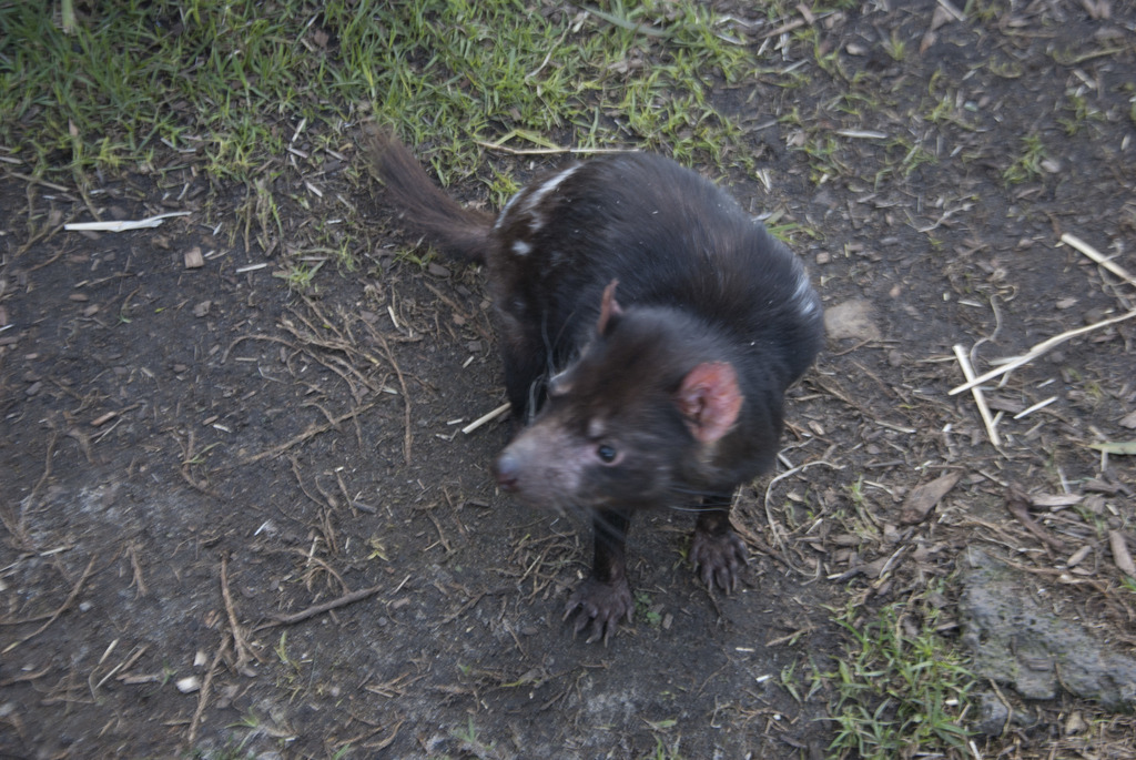 The Bonorong Wildlife Santuary on the east coast of Tasmania is a place for wildlife conservation. You can get close contact with Tasmanian Devils, small Wombats and feed kangaroo. #tasmanian Devil #Tasmanian Devil #wombat #Wombat #kangaroo #kangaroo #TasmaniaEastern Coast

#bucketlist #tbt