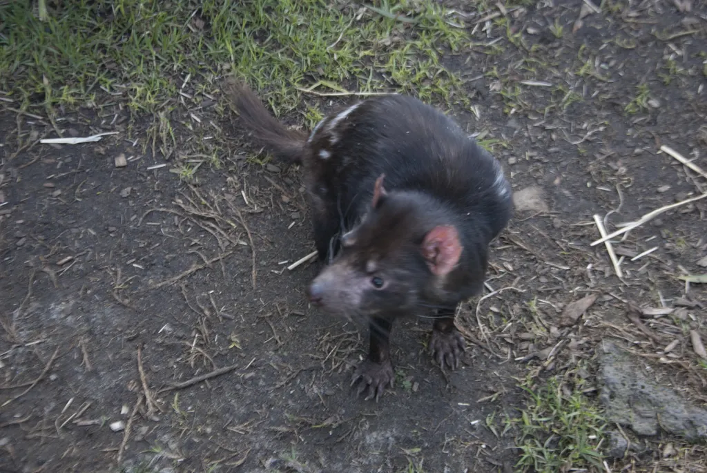 The Bonorong Wildlife Santuary on the east coast of Tasmania is a place for wildlife conservation. You can get close contact with Tasmanian Devils, small Wombats and feed kangaroo. #tasmanian Devil #Tasmanian Devil #wombat #Wombat #kangaroo #kangaroo #TasmaniaEastern Coast

#bucketlist #tbt