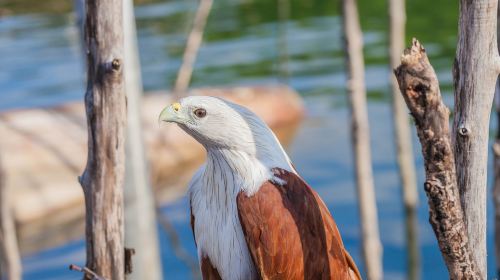 Philippine Eagle Center