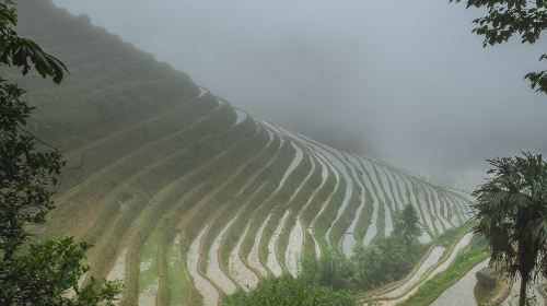 Longji Dazhai Terraces