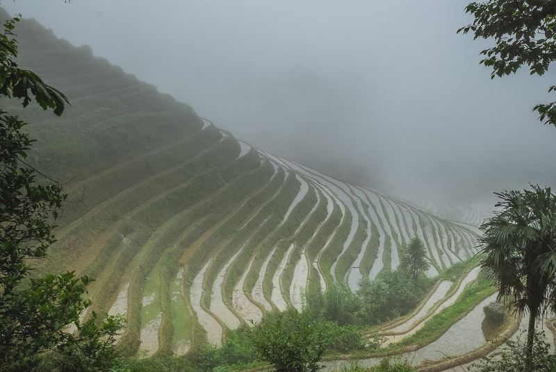 Longji Dazhai Terraces