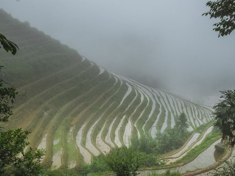 Longji Dazhai Terraces