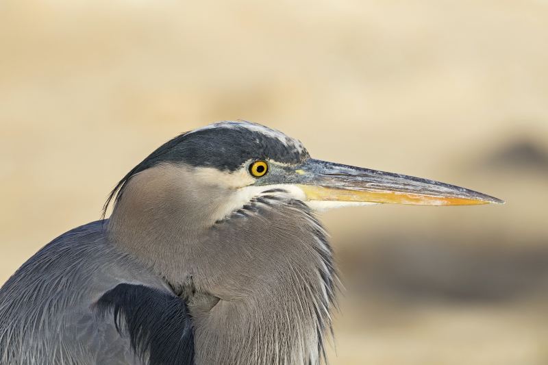 Clark County Wetlands Park