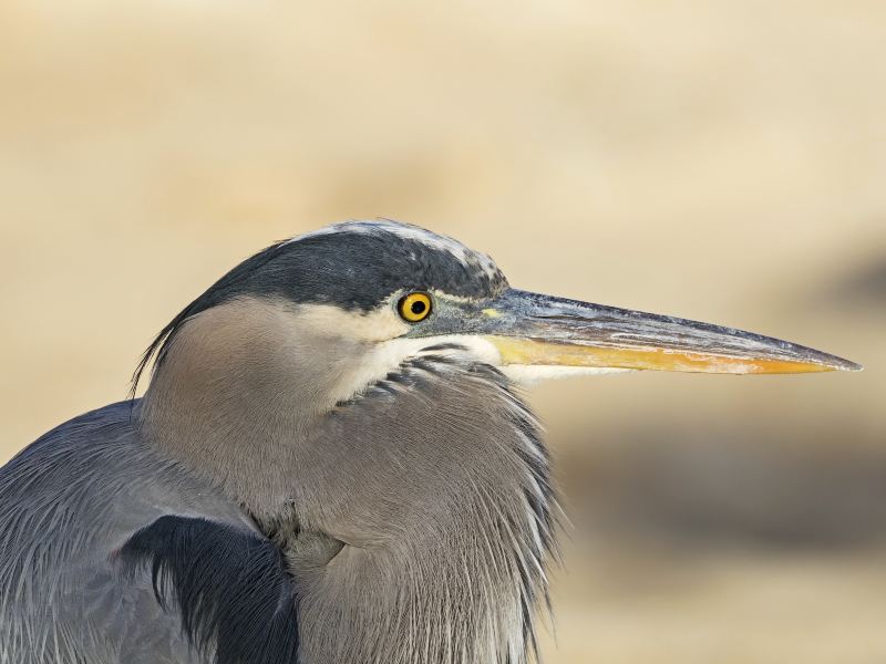 Clark County Wetlands Park