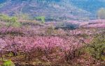 Songlin Peach Blossom