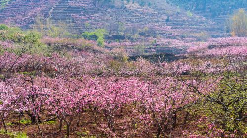 Songlin Peach Blossom