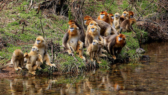Shennong Peak Scenic Area