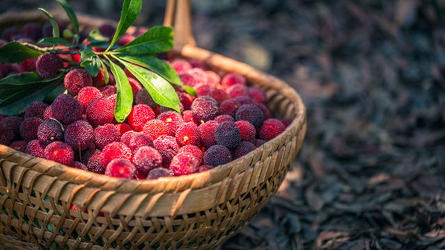 Xianju Dongkui Bayberries