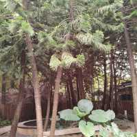 Nanning Hot Spring Oasis Day Trip
