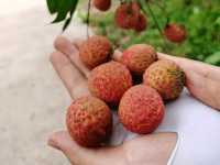 Muqiang Reservoir| A trail with fruits