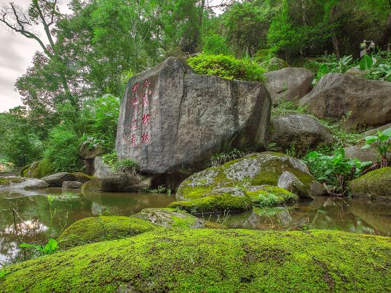 三元国家森林公園格氏栲景区