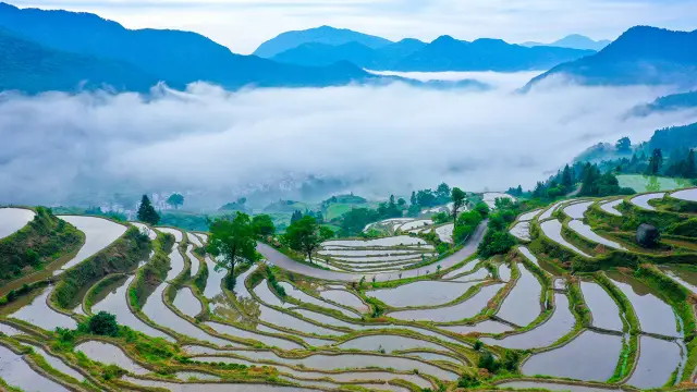 Terraced Fields Viewing in Wuyuan