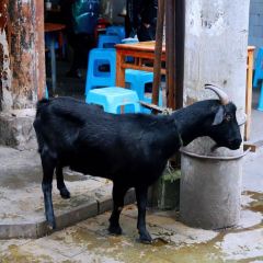 三姐羊肉汤 User Photo