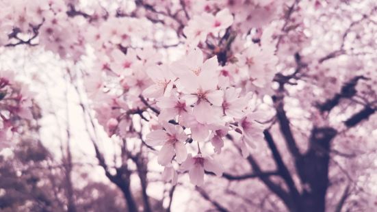 鹤舞公园是日本著名的赏樱胜地，位于名古屋市，是名古屋修建的第
