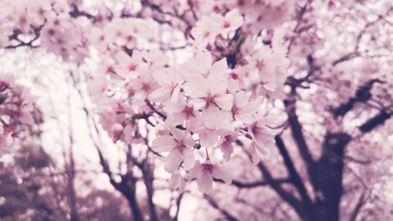 鶴舞公園圖片 名古屋景點的照片 Trip Moments 貼文