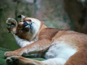 Shanghai Zoo