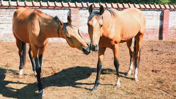 yu ma yuan - han xie ma zhu ti gong yuan
