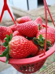 平平草莓採摘園