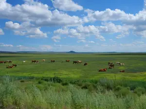 Xilin Gol Grassland