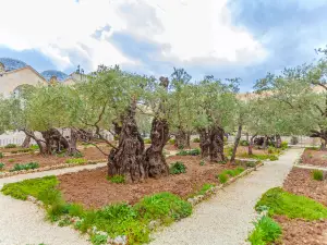 Gethsemane