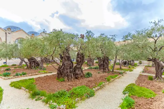 โรงแรมใกล้Garden of Gethsemane