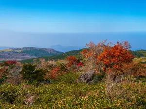 서귀포의 인기 가을 경치