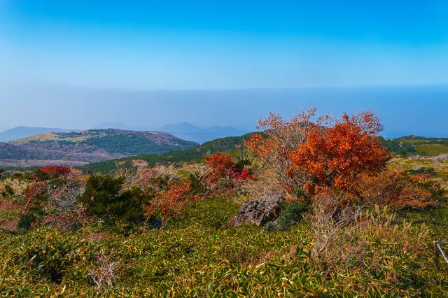 漢拏山秋日紅葉灌木與遠山層景