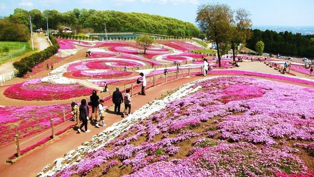Abashiri Phlox Park