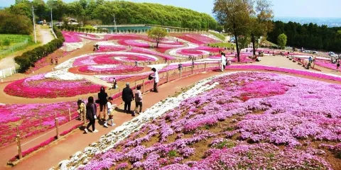 Abashiri Phlox Park