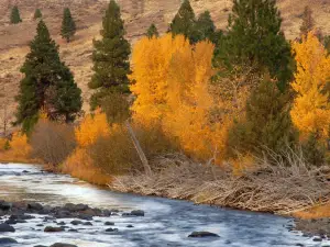 Fremont National Forest
