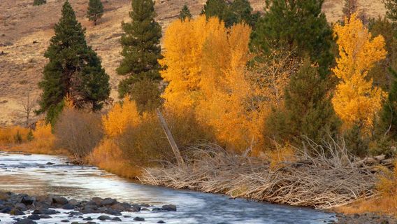 Fremont National Forest