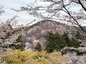 Popular Spring Outings in Ito District