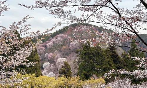 Koyasan