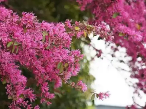 Popular Spring Outings in Chibi